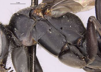 Media type: image;   Entomology 13688 Aspect: thorax lateral